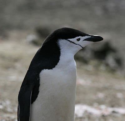 Pinguino sottogola
