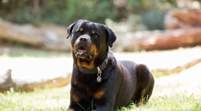 Questo tipo di razza Rottweiler è il migliore per te
