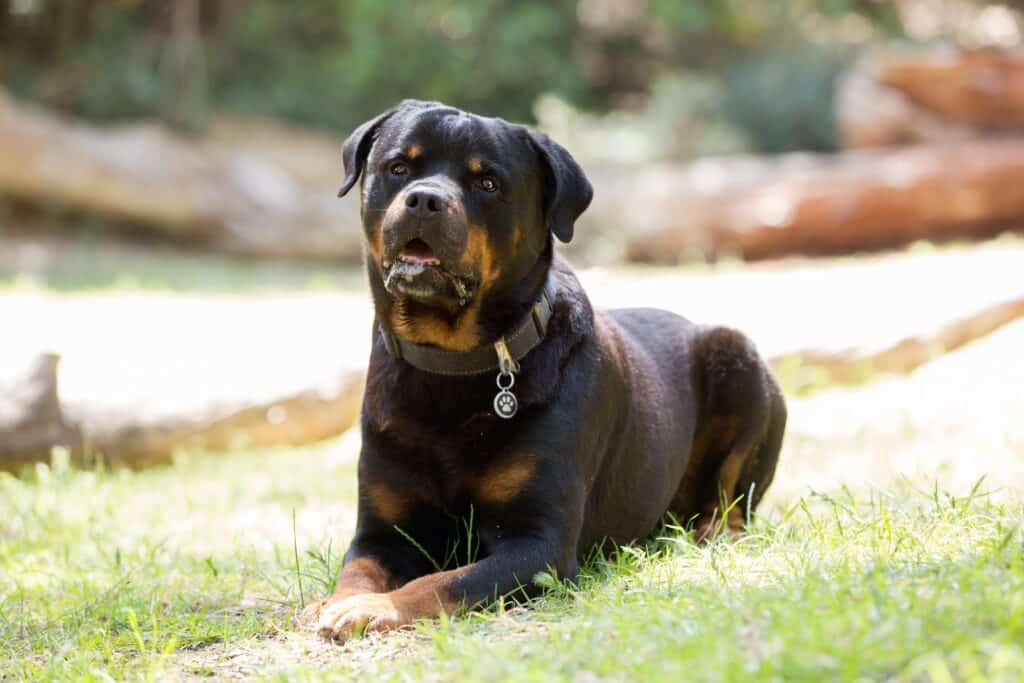 Questo tipo di razza Rottweiler è il migliore per te