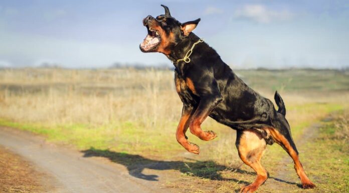 I Rottweiler perdono?

