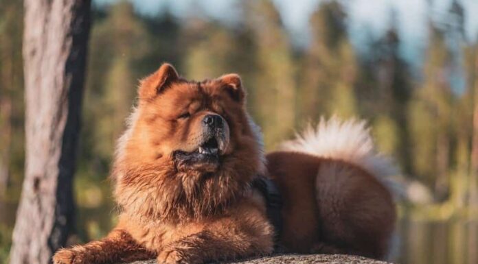 Chow chow
