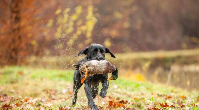 10 tipi di razze di cani da caccia

