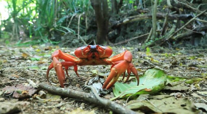 Granchio rosso dell'isola di Natale

