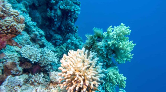 Scopri 5 incredibili animali del periodo Siluriano
