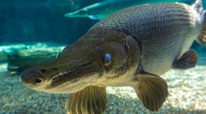 Denti di Gar: tutto ciò che devi sapere
