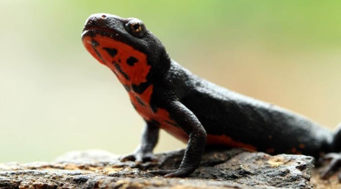 Denti di salamandra: tutto ciò che devi sapere
