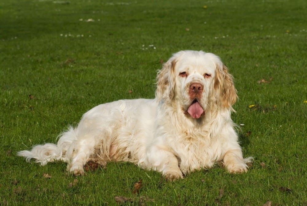 Clumber Spaniel