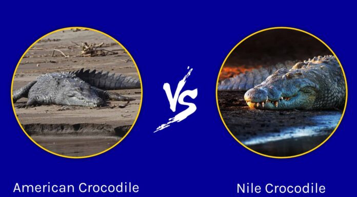 Coccodrillo americano contro coccodrillo del Nilo: quali sono le differenze?

