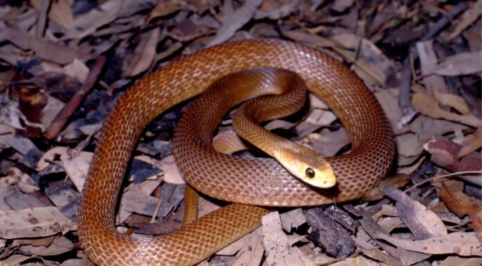 Taipan costiero
