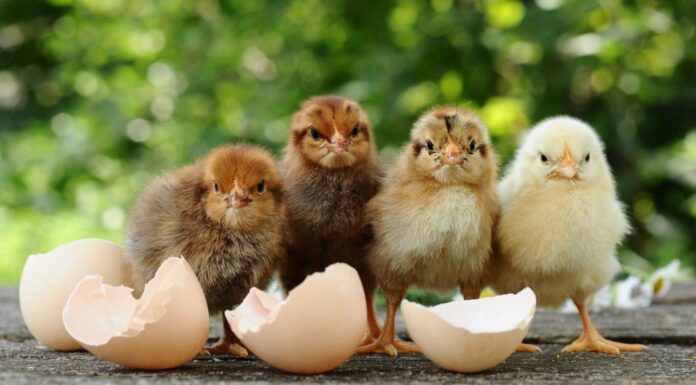 Come allevare pulcini e 5 cose a cui prestare attenzione
