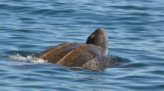 Cosa mangiano le tartarughe acquatiche?
