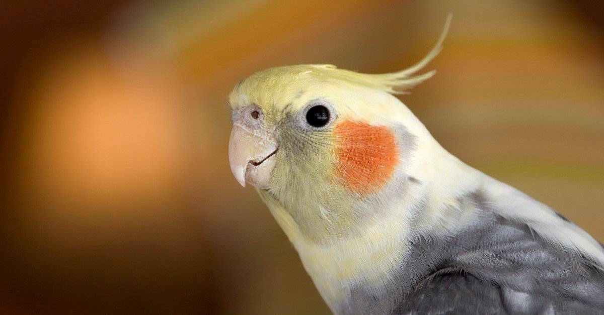 Cockatiel