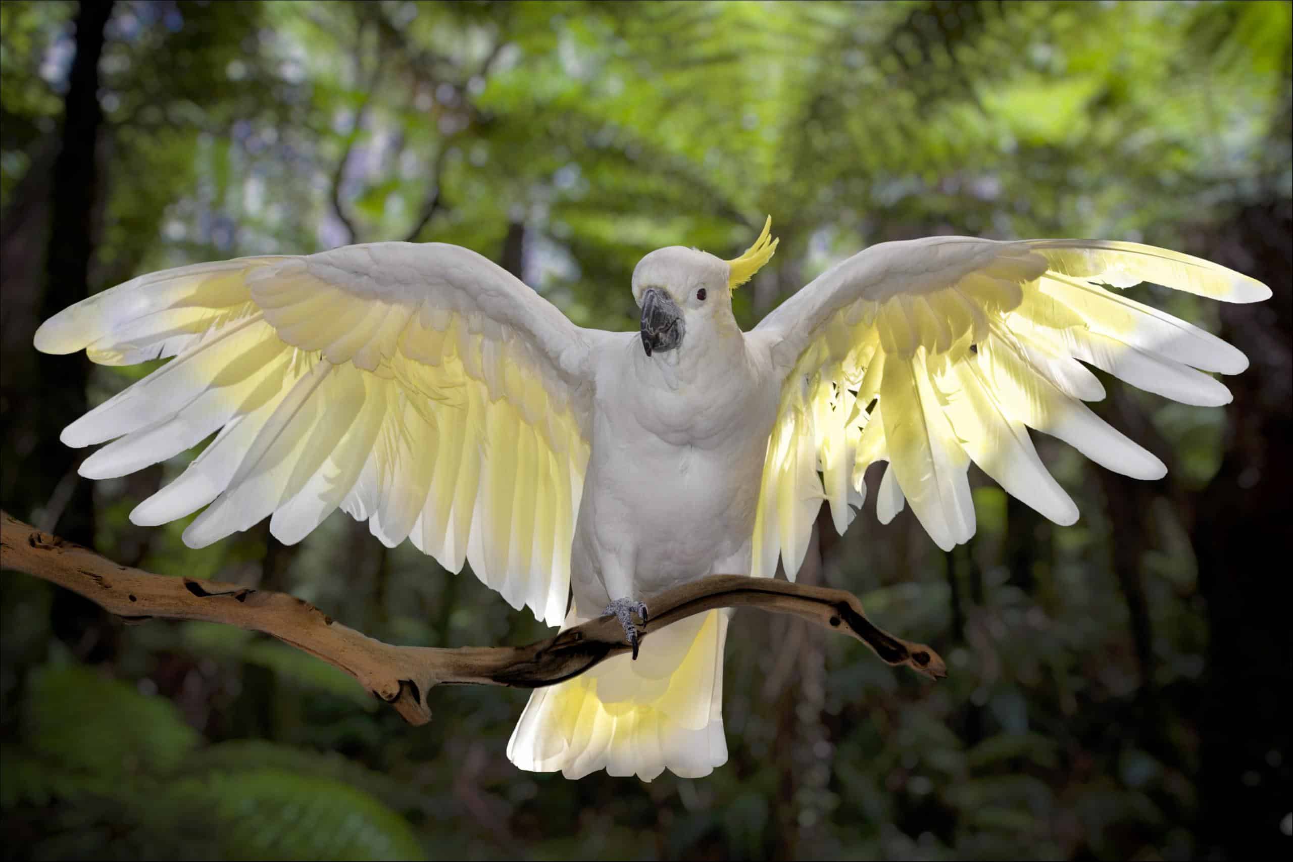Cacatua