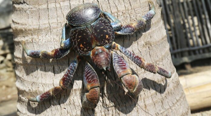 coconut crab walking in road