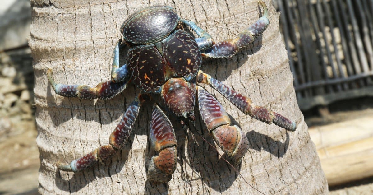 coconut crab walking in road