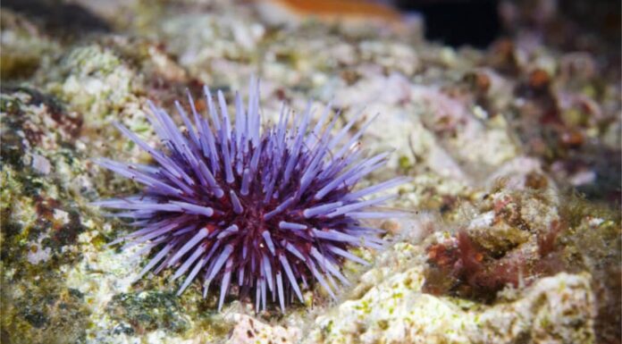 Denti di riccio di mare: tutto ciò che devi sapere
