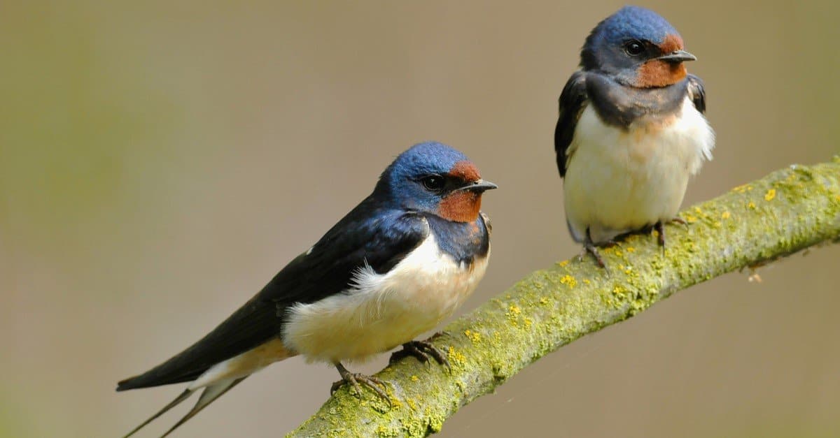 A The Best Nest Boxes Birds Will Actually Use for 2022