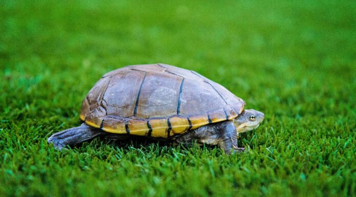Eastern Mud Turtle