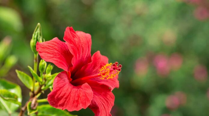 L'ibisco è perenne o annuale?
