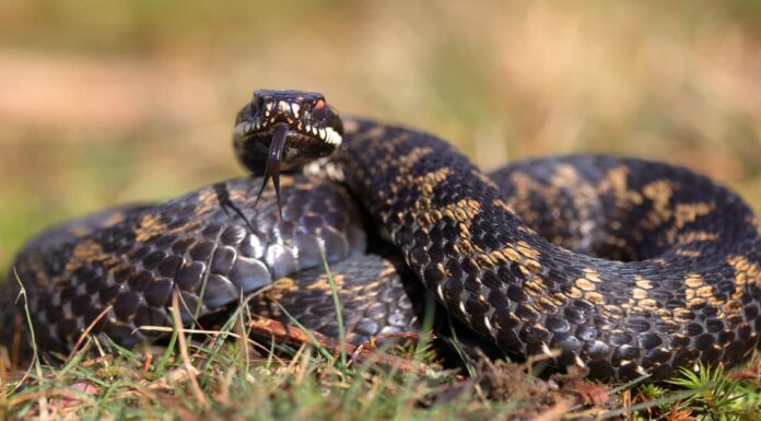 Common adder on leaf litter.
