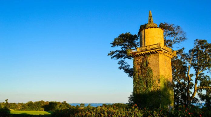 scarlet tanager with berry in its mouth