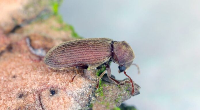 Scarabeo di mobili comuni
