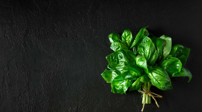 Il basilico è perenne o annuale?
