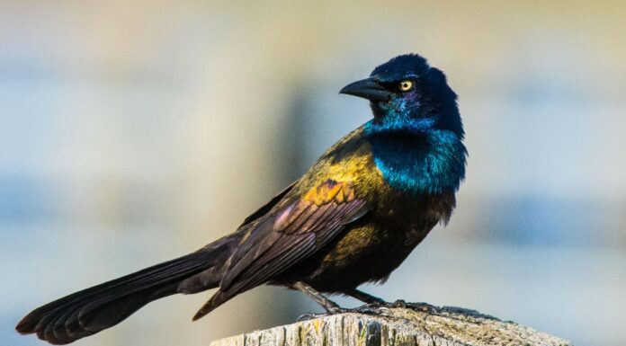 Grackle comune
