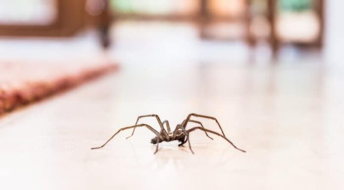 Ragno della casa comune
