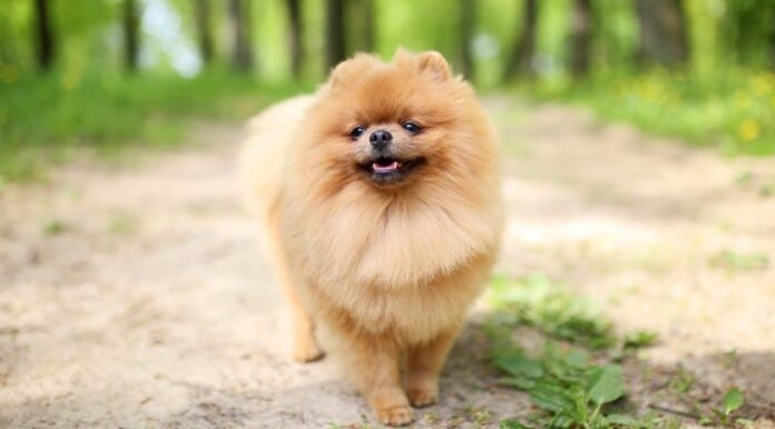  Per cosa sono stati allevati i Pomerania?  Ruolo passato, lavori, storia e altro
