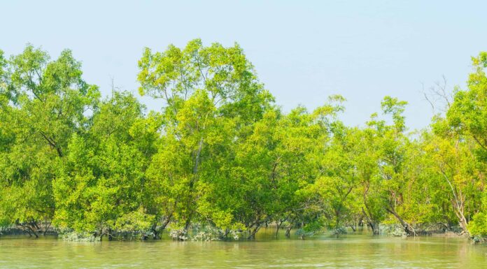 Incontra oggi il più grande delta della Terra e perché è importante
