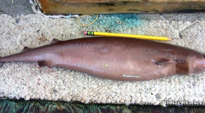 Squalo tagliabiscotti
