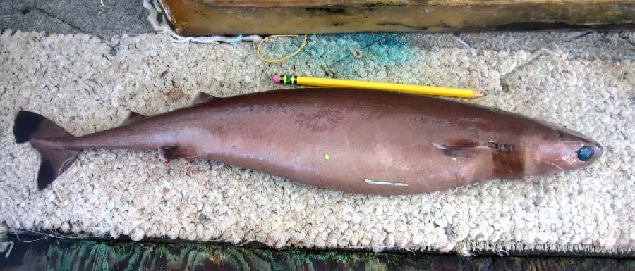 Squalo tagliabiscotti