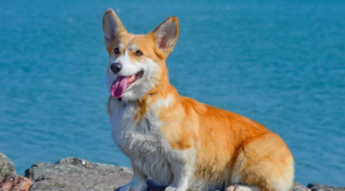 Corgidoro
