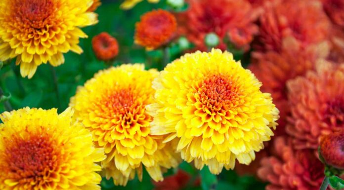 I 5 migliori fiori annuali per la zona 5
