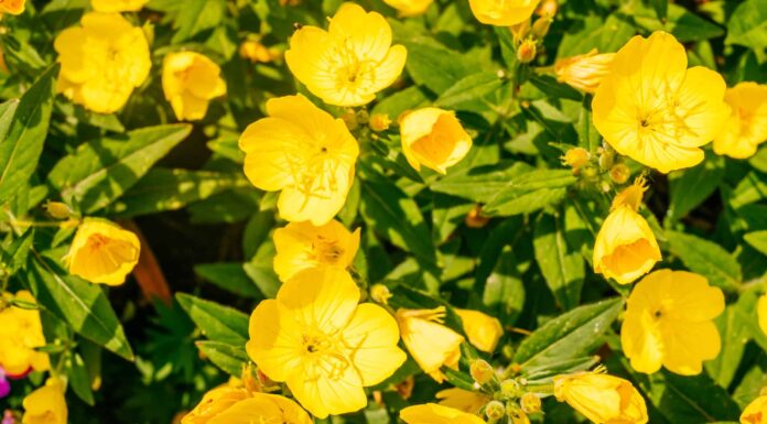 I 5 migliori fiori annuali per la zona 9
