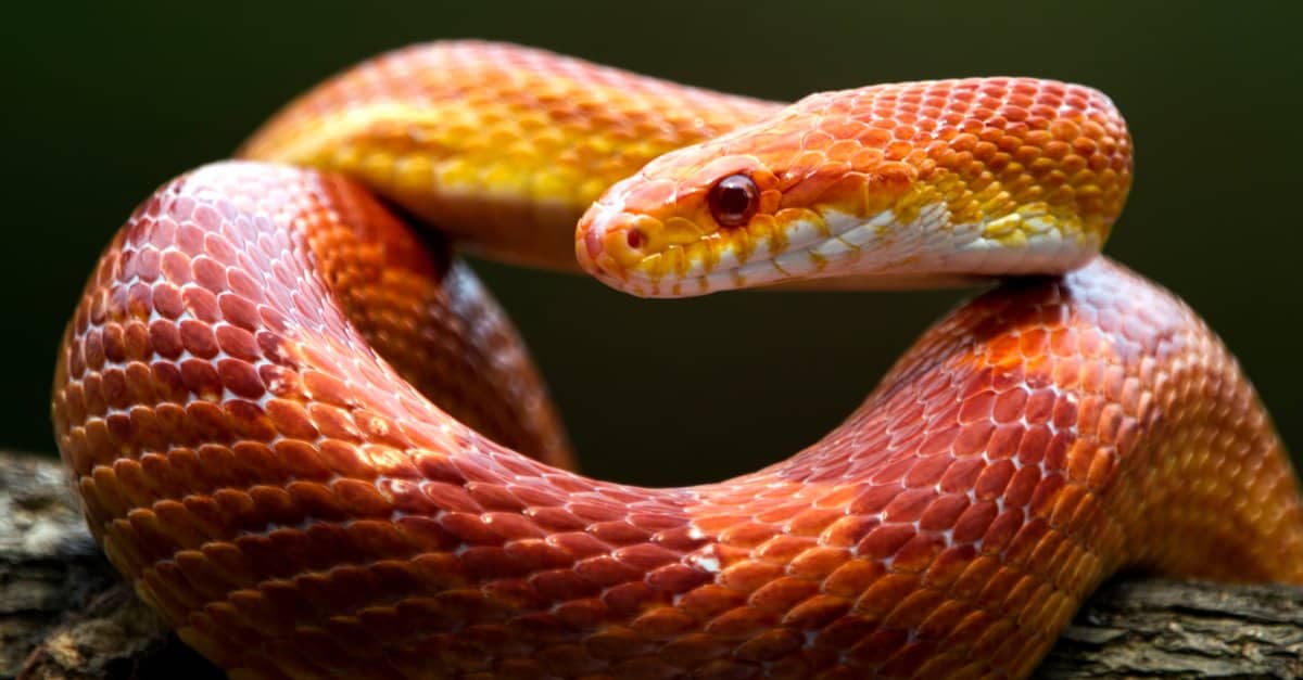 Serpente di mais