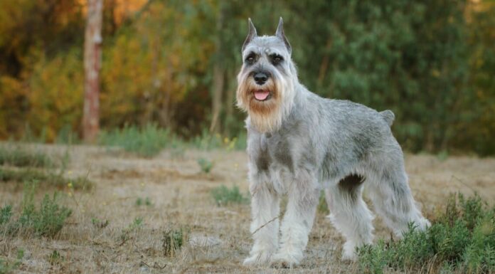 Capannone degli Schnauzer?
