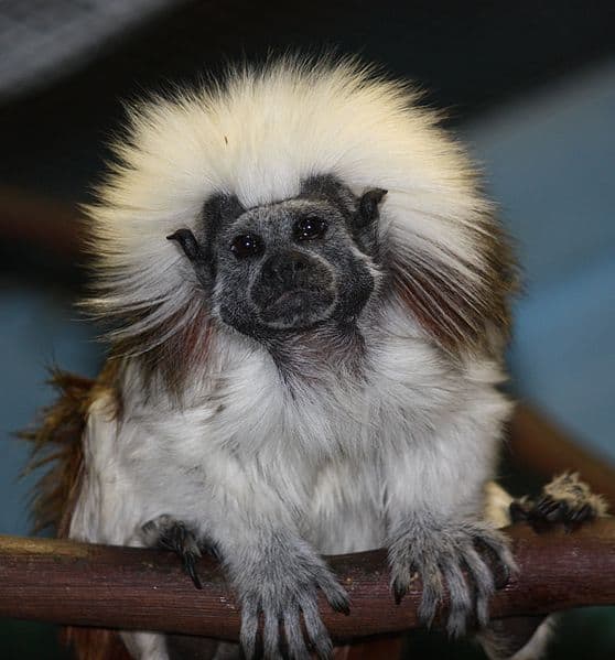 Tamarin in cotone