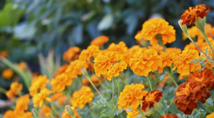 I 5 migliori fiori annuali per la zona 4
