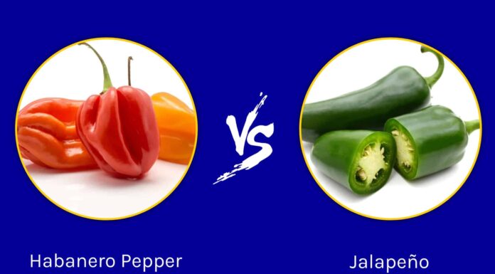 Habanero Pepper contro Jalapeño
