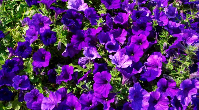 I 5 migliori fiori annuali per la zona 3
