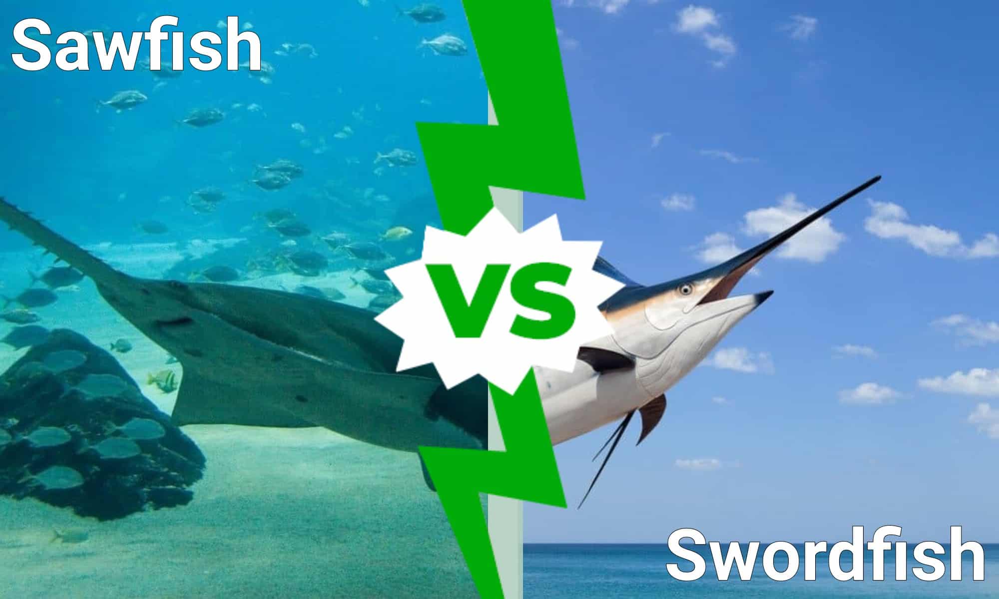 Sawfish vs Swordfish: 7 differenze chiave tra questi pesci