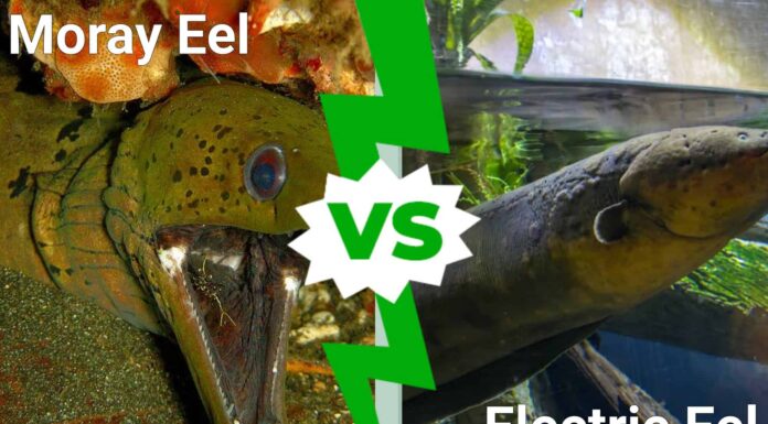 Anguilla elettrica contro murena
