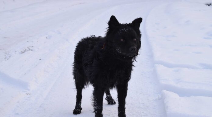 Cane da pastore croato
