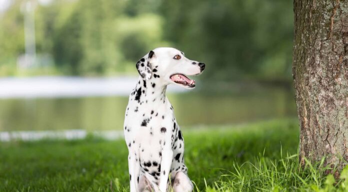 I dalmati si liberano?
