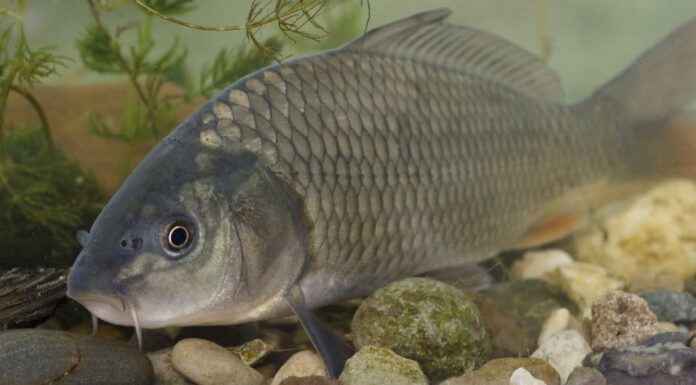 Buffalo Fish vs Carpa
