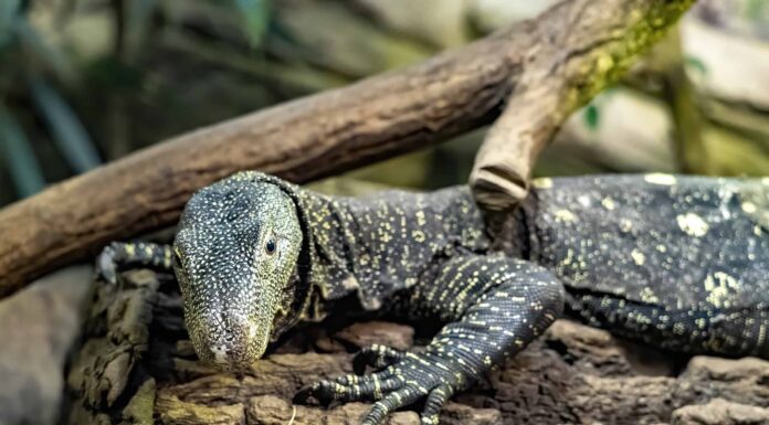 Monitor di coccodrillo
