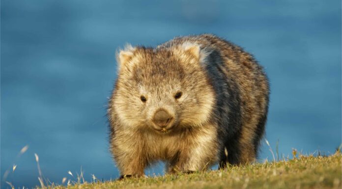 Denti di vombato: tutto ciò che devi sapere
