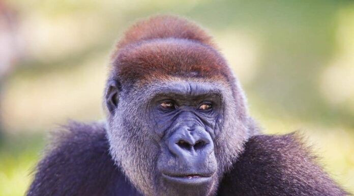 Gorilla di attraversamento del fiume
